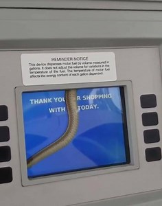 353K views · 2K reactions | NOPE! NOPE!‍♂️ NOPE!‍♀️ This snake was spotted slithering INSIDE a touch screen at a gas pump in Gardner, Kansas! (Viral video by Holly Malkames) | WJXT4 The Local Station / News4JAX | Facebook