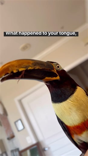 Did you know toucan tongues are the full length of their beak, look like brittle feathers, and if they break part of it off it regenerates and grows back? 👅 The design of their tongue plays a big part in their lack of ability to talk. If you compare a toucan tongue to a parrot tongue, you’ll see what I mean! #toucan #bird #petbird #pettoucan #aracari #chester #pets #animals #viralanimals #viralpets #exoticbirds #exoticpets #exoticanimals #tongue #brokentongue #birdfacts #toucanfacts #weirdfacts