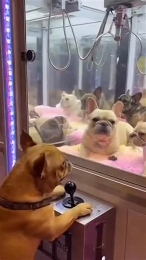 👑 King Wrex is takin’ applications for his first baby momma. Must love naps, snacks, and ethical breeding. 😏💌 DMs open 👉 FrenchieKings.com | Vicki Schuerger