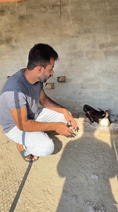 Let's see if they hatch or not #duckhatching #minizoo #rehmanchvlogs #duckling #duckschicks | Rehman ch vlogs