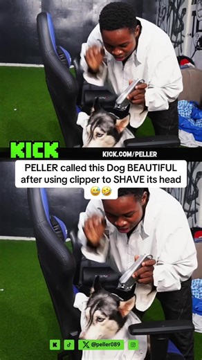 PELLER called this Dog BEAUTIFUL after using clipper to SHAVE its head😅🤣#peller #realpeller #peller09 #nexus