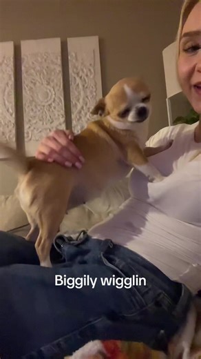 Bigly Wiggling with Tilla: A Fun Chihuahua Moment