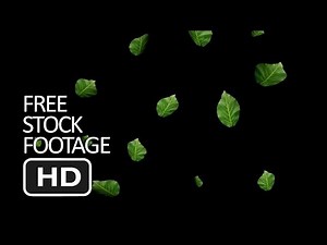 Free Stock Footage - Falling Leaves