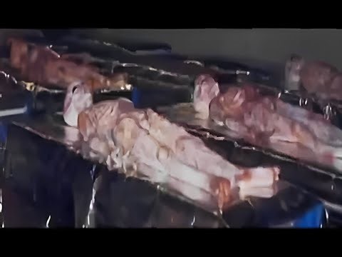 Ancient Aliens: Why Apexian extraterrestrials transformed into Grey Aliens?