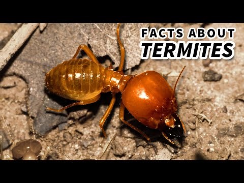 Termite Facts: COLONY ANIMALS | Animal Fact Files