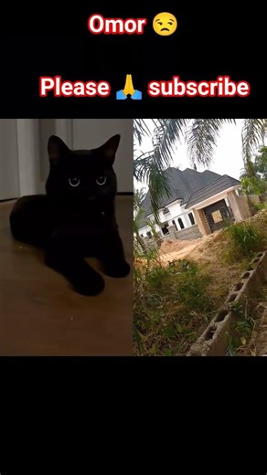 #funny #cat #greenscreen #memes #comedy #trending #viral #shorts