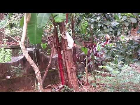 Playful Kittens Climb, Jump, Repeat… and a Cat Joins! 🐱