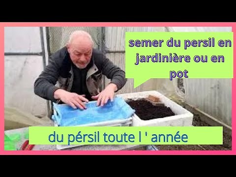 Comment semer le persil en jardinière ou en grand pot ?