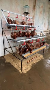 8K reactions · 326 shares | Polutery farm/ዘመናዊ ዶሮ እርባታ ለኢትዮጵያ #polutery | Israel Tesfaye | Facebook