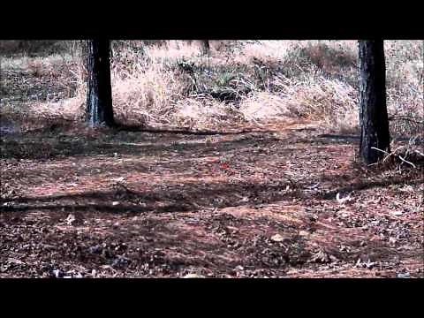 Shotkam Clays - Rabbits