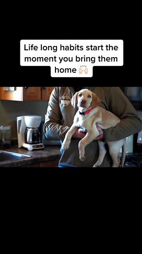 Forming Good Habits: A Guide to Dog Training for Beginners