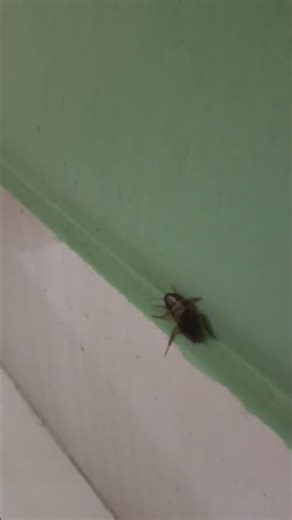 😱 Cockroach Video | ভয়ংকর তেলাপোকা | Amazing Insect Shorts