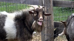 Police call about woman calling for help turns out to be screaming goat