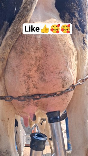 TOP 1 Biggest Cow With Giant Horns🥰#farming #cow #animallovers #farmlife