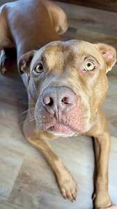 27K views · 1.9K reactions | Reposting my video from Tik Tok with over 40M views!  . #dogs #comedy #puppylove #dogsvideo #dogsofinstagram #dogsloversclub #dogs #dogsofinsta #pitbull #pitbullsofinstagram #redno#dogstagram #rednose #pitbullofficial #pit #polishgirl #polskadziewczyna #reels #dogstagram #comedyvideos #comedy #funny #funnyvideo | Kajamacho | Facebook