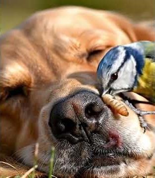 Nature’s Tiny Doctor: Bird Removes Parasite from Dog’s Snout! 🐦🐶