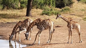 Watch as these Oxpeckers roll in dust while Giraffes drink water in Kruger National Park, South Africa. #wildlife #amazing #safari #animals #nature | Wildest Kruger Sightings