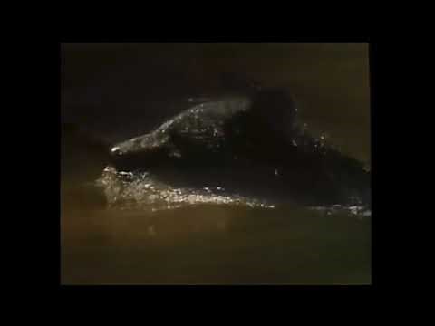 Orig Milo & Otis - The Adventures Of Chatran - Koneko Monogatari / Animal Abuse scenes