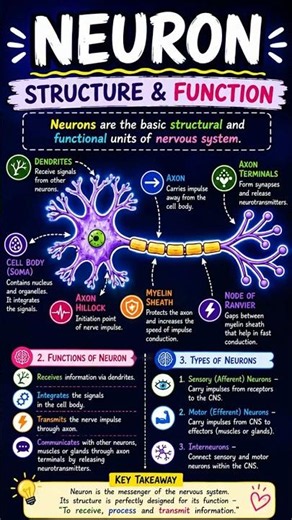 🧠 Neuron: Structure, Functions & Types Made Easy#shorts #shortsfeed #ytshorts