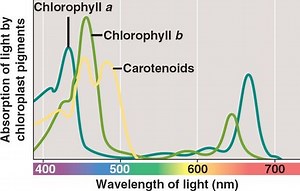 How Chlorophyll Works