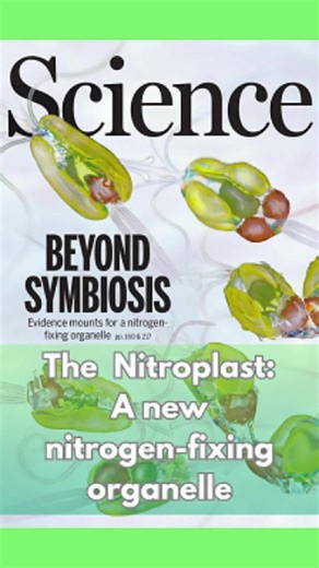 NEW ORGANELLE!!! 🤯📝🙀 The NITROPLAST, a nitrogen-fixing organelle has been identified in a marine alga. We really wanted to talk about this 🤓 These are the published articles: - Tyler H. Coale et al. Nitrogen-fixing organelle in a marine alga. Science 384, 217-222 (2024). DOI:10.1126/science.adk1075 - Ramon Massana. The nitroplast: A nitrogen-fixing organelle. Science 384, 6692, 160-161 (2024).DOI: 10.1126/science.ado8571 (If you can't access them, just let us know and we'll be happy to share