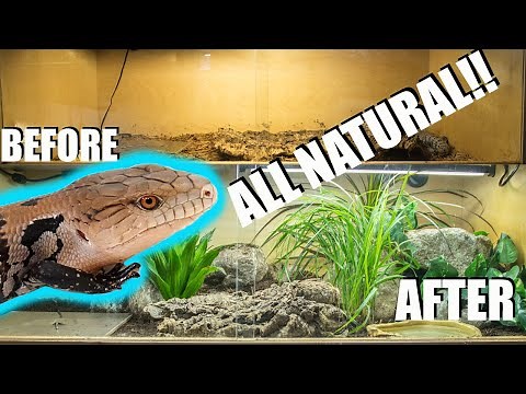 NATURALISTIC BLUE TONGUE SKINK SETUP!!