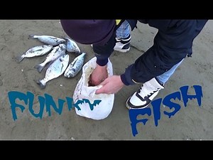 Sea bream fishing. The Secret ... Mummy bait fishing.