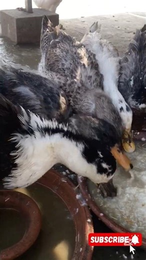 My small ducks are for sale #sale#ducksforsale#flock tv1