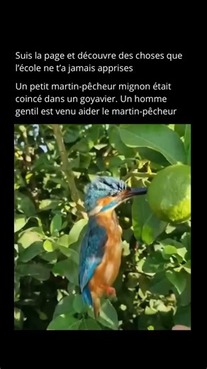 Nature Expliquee on Instagram: "Le martin-pêcheur 🐦 est un oiseau de chasse très précis et raffiné, surtout connu pour attraper des poissons 🐟 dans l’eau 💧. Cependant, il arrive parfois qu’un martin-pêcheur se coince le bec en essayant de mordre un fruit 🍓 ou un jamun 🫐. Cela se produit parce que le bec du martin-pêcheur est long, fin et droit, donc si la peau collante du fruit ou le noyau se bloque entre le bec supérieur et inférieur, il devient difficile pour l’oiseau de l’ouvrir à nouvea