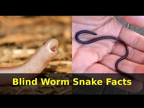 Blind Worm Snake Facts
