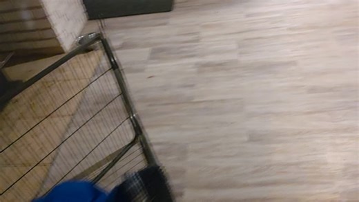 If I'm not quick to pick up the dog dishes, Zara stashes them all over the house. So, I taught her to find them and bring them to me. | Canine Conduct Training Solutions