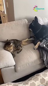 65K views · 754 reactions | When a cat randomly runs across the room at 3 a.m. | Creative Company | Facebook