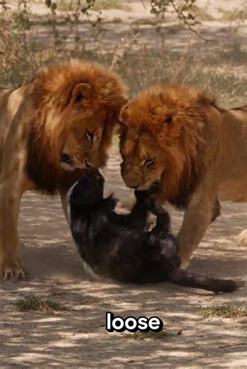 Why Lions Struggle to Kill a Honey Badger