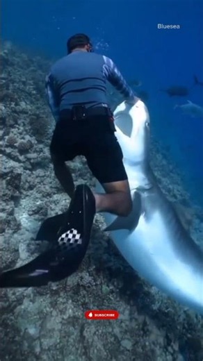 🦈 The Fearless Diver and the Giant Tiger Shark: A Heart-Stopping Encounter! #short #sea #shark