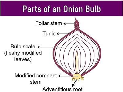 What is the Onion Peel Cell Experiment? Theory, Video, Procedure, Result & Precautions - Biology Reader