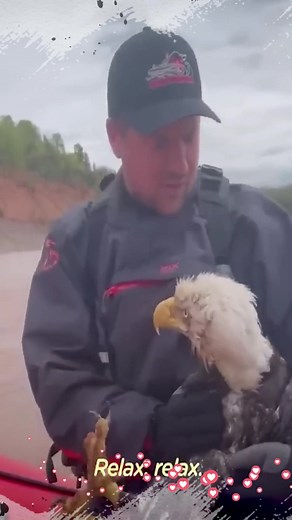 Respect animals #respect #fyp #animals #rescue #foryou
