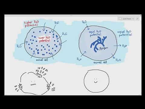 2-5 Polysaccharides: Starch (Amylose, Amylopectin), Glycogen & Cellulose (Cambridge A Level Bio)