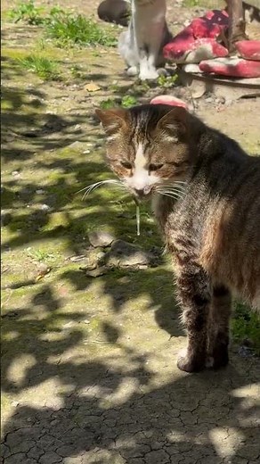 Signs of a RABID CAT - How to identify a rabid cat