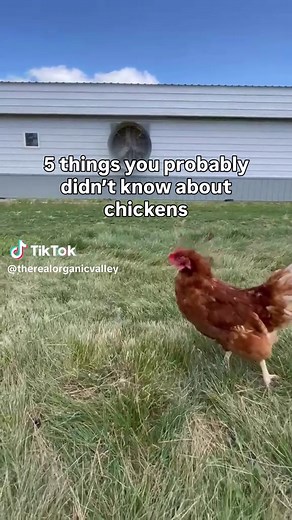 5 Fascinating Chicken Facts You Didn't Know