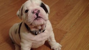 His bark is adorable. | Rumble Dogs