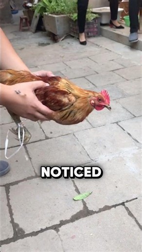 Why Do Chickens Do This With Their Heads?