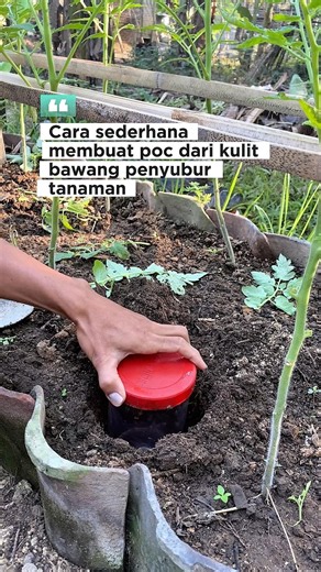 Cara sederhana membuat poc dari kulit bawang penyubur tanaman #kebunmini #pertanian