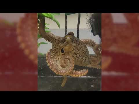 Octopus arms have segmented nervous systems to power extraordinary movements