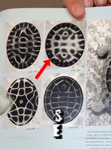 Why does it resemble a turle? Thoughts? #tartaria #tartarian #tartarianempire #tartariantechnology #tartarianmudflood | Cultiv8 Elev8