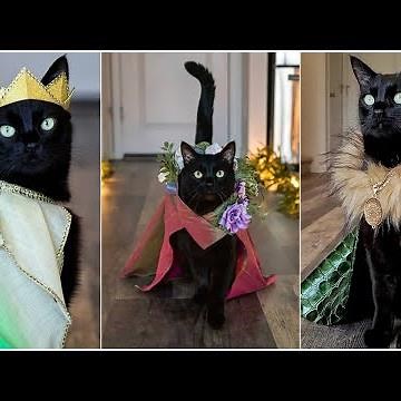 Rover is The King of The CatWalk | Feline Fashion Show #rover #catwalk