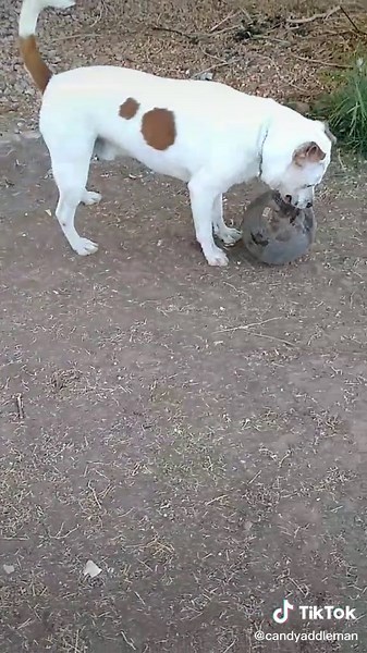 Candy Addleman (@candyaddleman)’s videos with That's Just My Crazy Dog - RxckStxr