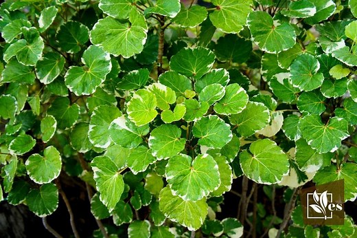How to Grow Aralia Fabian at Home | Tips and Care Guide - Evergreen Seeds