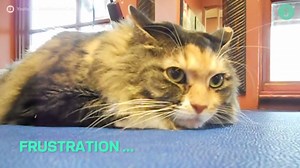 We’re now one step closer to knowing what cats are actually thinking. | Science of Us