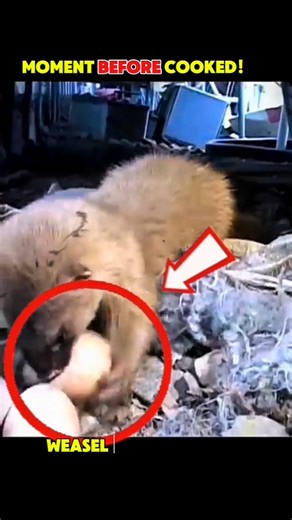 Weasel vs Cat#animals #nothingimposibleinthisworld