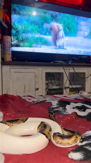 431 reactions · 11 shares | He gets so into it ✨Follow Gizmo for more cuteness ✨ #fyp #pet #animal #snakes #reptiles #funny #funnyanimals #cuteanimals #cute #python #snakeshed #herpetology #reptile#snake #instasnake #instareptile #snakesofinstagram #serpent #serpiente #serpientes #serpenti #serpente#serpentes #schlange #fyp #animal #pet #silly #funny | Veronica Robles - Gizmo Account | Facebook